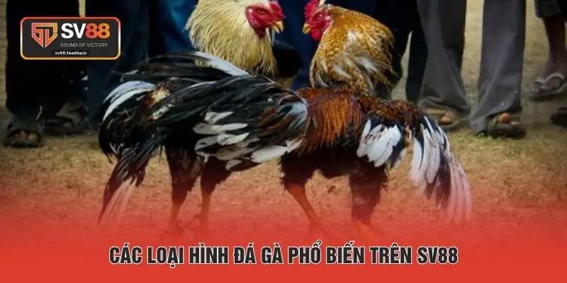 Các loại hình đá gà phổ biến trên SV88