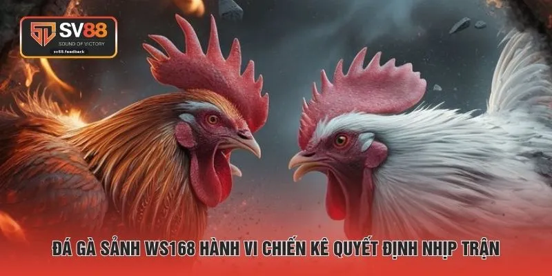 Đá gà sảnh WS168 hành vi chiến kê quyết định nhịp trận