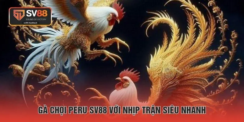 Gà chọi Peru SV88 với nhịp trận siêu nhanh