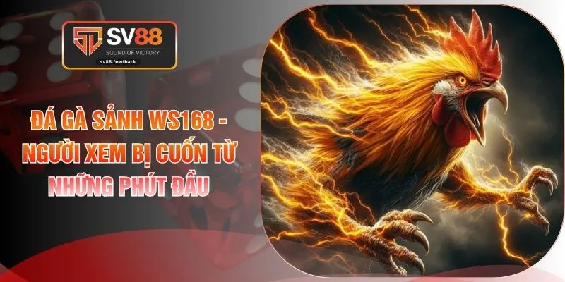 Đá Gà Sảnh WS168 - Người Xem Bị Cuốn Từ Những Phút Đầu