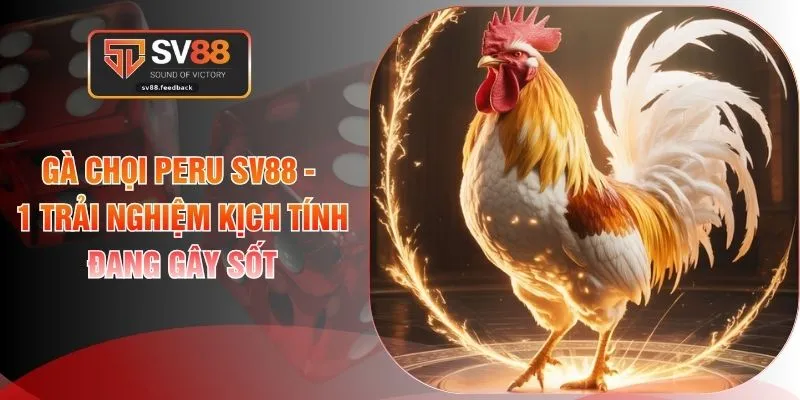 Gà Chọi Peru SV88 - 1 Trải Nghiệm Kịch Tính Đang Gây Sốt